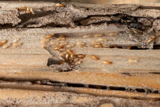 Best Spider Control Near Me  in Trophy Clu, TX